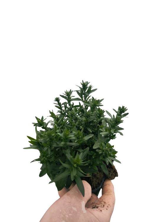 Aster nowobelgijski Nicole