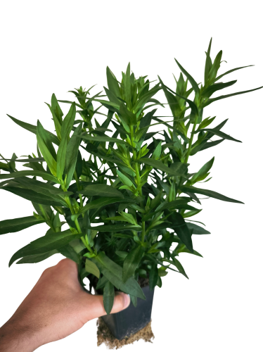 Aster nowobelgijski Maggie