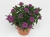 Aster nowobelgijski Maggie