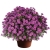 Aster nowobelgijski Maggie