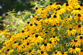 Rudbekia błyskotliwa Goldsturm