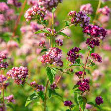 Oregano - lebiodka pospolita