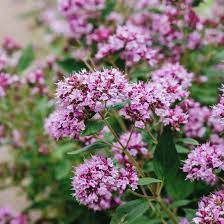 Oregano - lebiodka pospolita