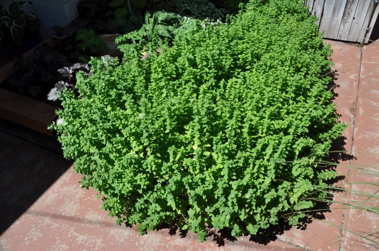 Oregano - lebiodka pospolita