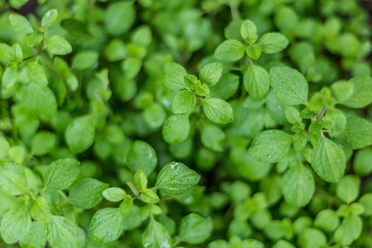 Oregano - lebiodka pospolita