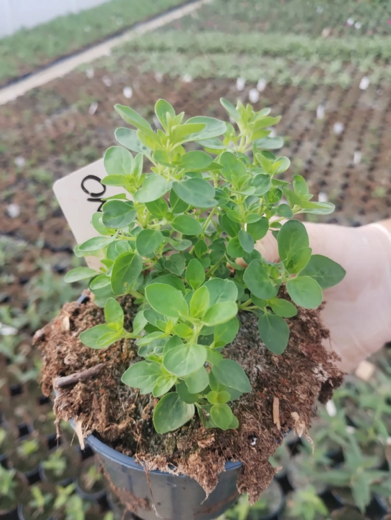 Oregano - lebiodka pospolita