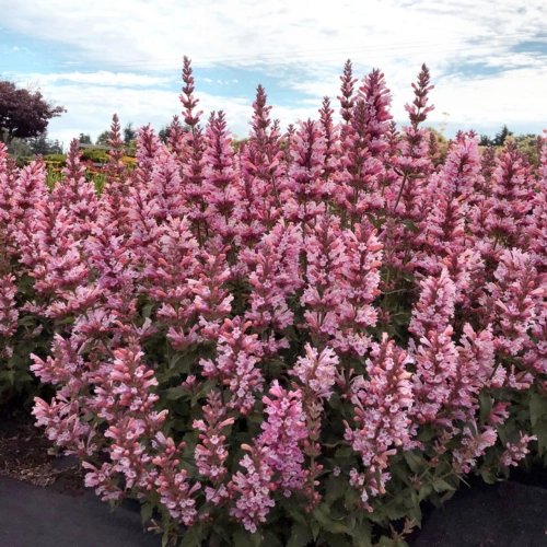 Kłosowiec Agastache - Pink Pearl