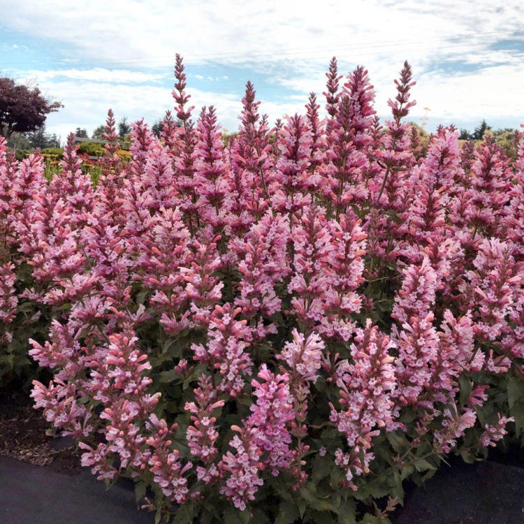 Kłosowiec Agastache - Pink Pearl
