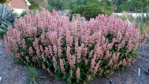 Kłosowiec Agastache - Pink Pearl