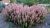 Kłosowiec Agastache - Pink Pearl