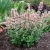 Kłosowiec Agastache - Pink Pearl