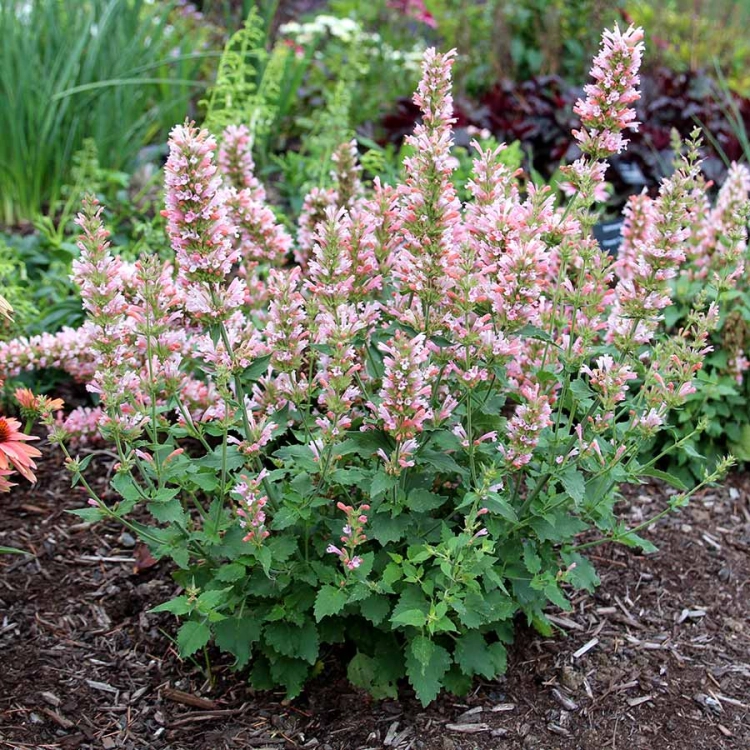 Kłosowiec Agastache - Pink Pearl