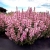 Kłosowiec Agastache - Pink Pearl