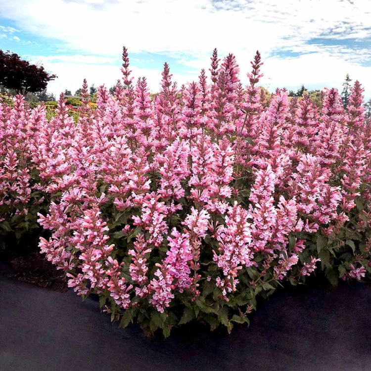 Kłosowiec Agastache - Pink Pearl