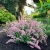 Kłosowiec Agastache - Pink Pearl