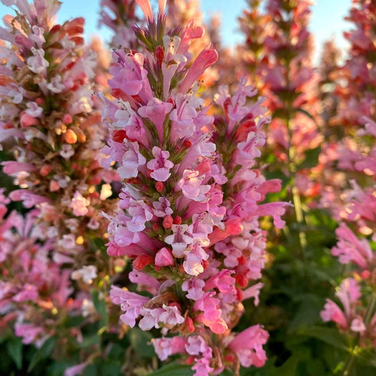 Kłosowiec Agastache - Pink Pearl