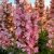 Kłosowiec Agastache - Pink Pearl