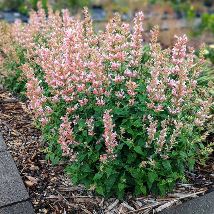 Kłosowiec Agastache - Pink Pearl