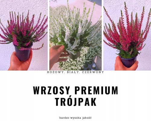 Zestaw 3 sadzonek wrzosów – czerwony, biały i różowy