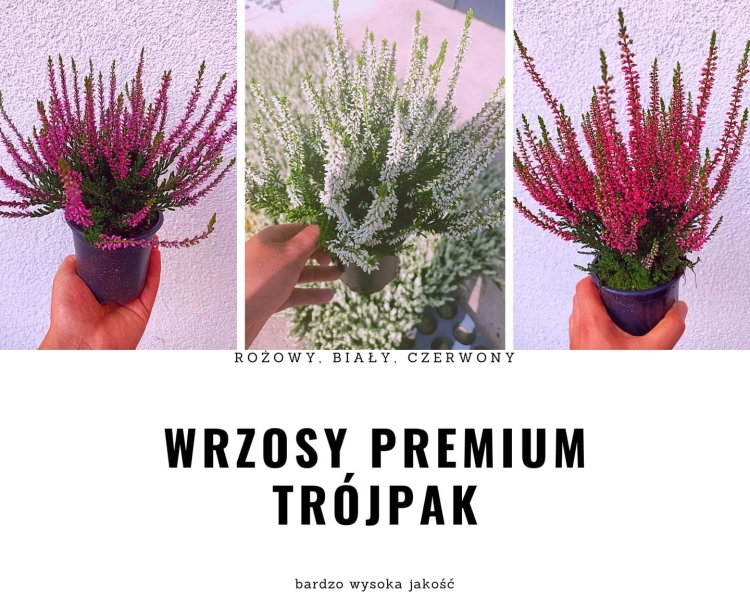 Zestaw 3 sadzonek wrzosów – czerwony, biały i różowy
