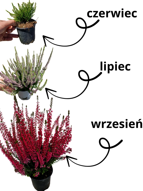 Zestaw 3 sadzonek wrzosów – czerwony, biały i różowy