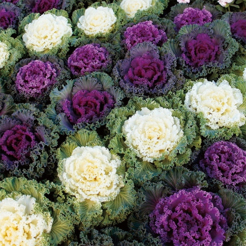 Kapusta ozdobna –  Purple