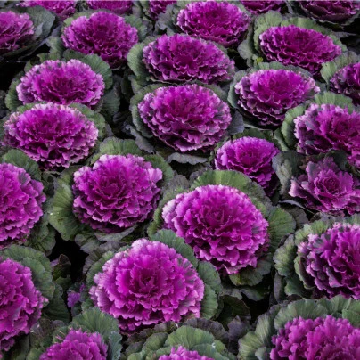 Kapusta ozdobna –  Purple