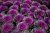 Kapusta ozdobna –  Purple
