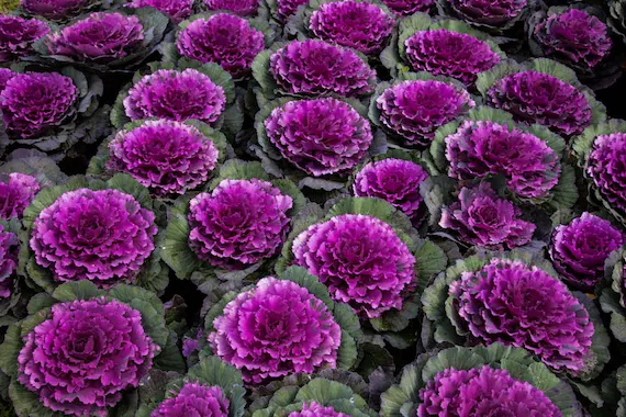 Kapusta ozdobna –  Purple