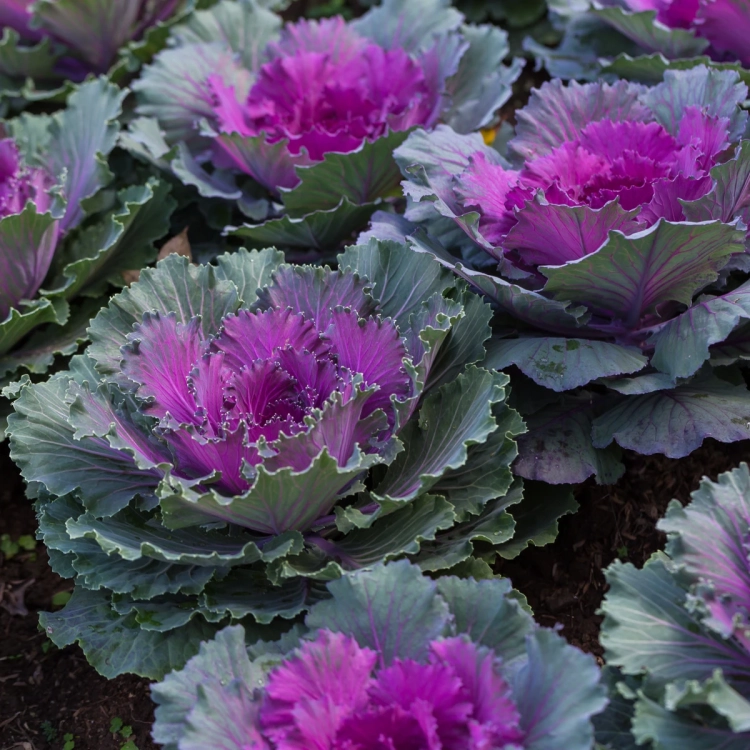 Kapusta ozdobna –  Purple