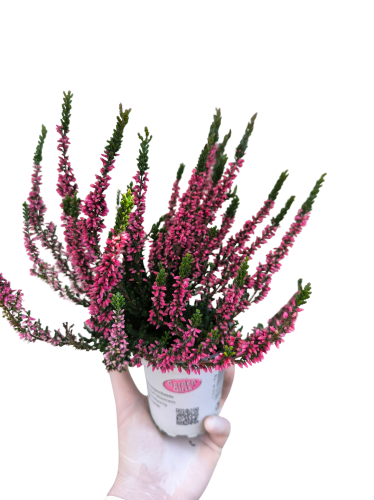 Wrzos Garden Girls® – czerwony  P9