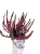 Wrzos Garden Girls® – czerwony  P9
