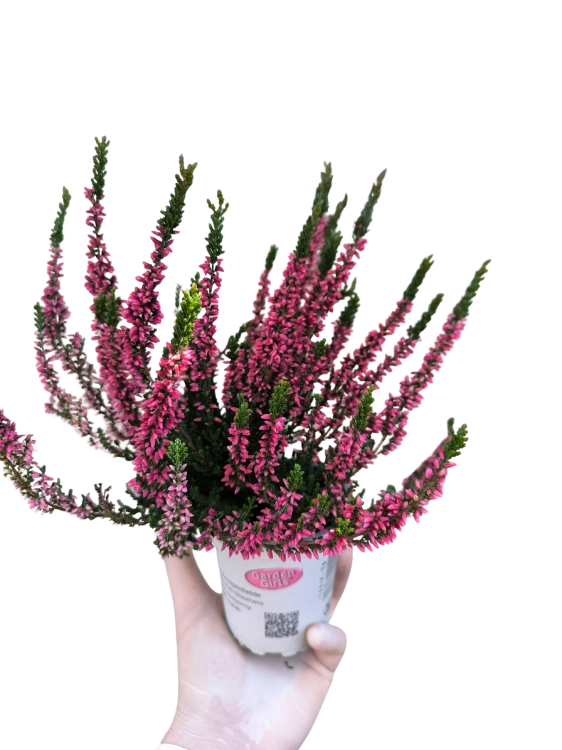 Wrzos Garden Girls® – czerwony  P9