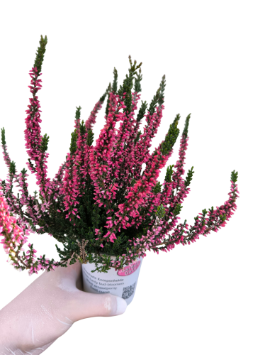 Wrzos Garden Girls® – czerwony  P9