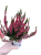 Wrzos Garden Girls® – czerwony  P9