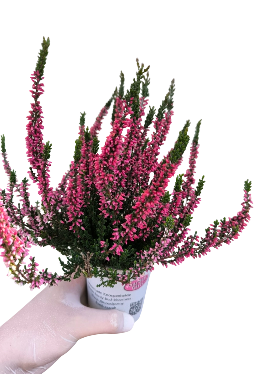 Wrzos Garden Girls® – czerwony  P9