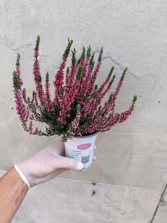 Wrzos Garden Girls® – czerwony  P9