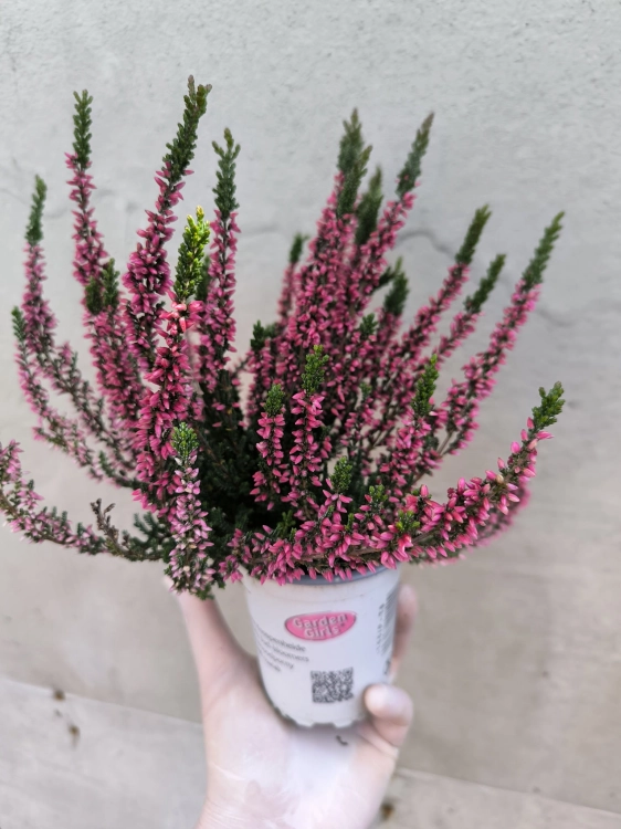 Wrzos Garden Girls® – czerwony  P9