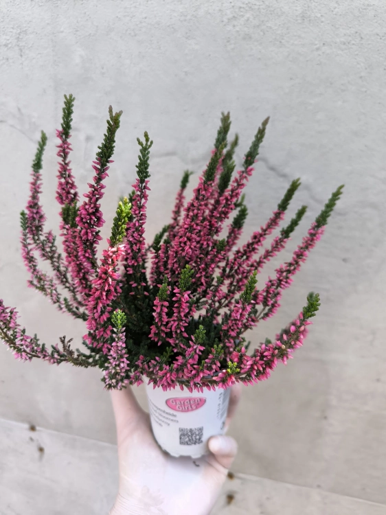 Wrzos Garden Girls® – czerwony  P9