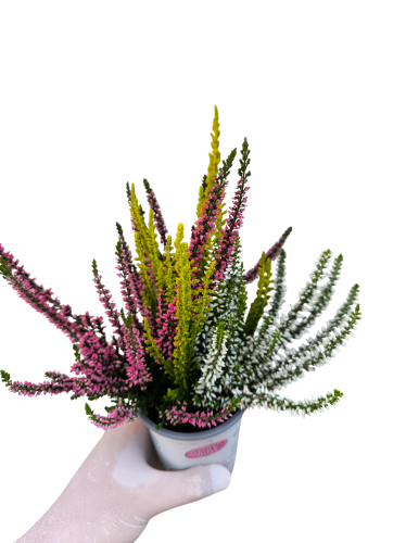Wrzos TRIO Garden Girls® –  P9