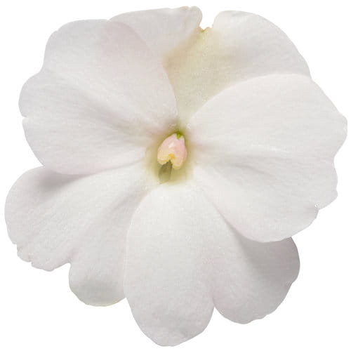 Niecierpek Sunpatiens Vigorous Clear White