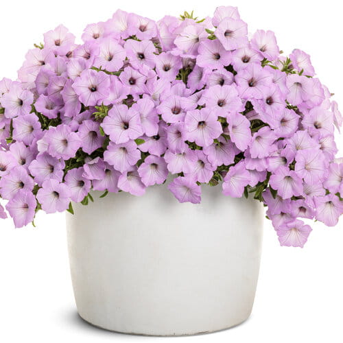 Supertunia Vista Cool Jazz P7