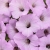 Supertunia Vista Cool Jazz P7