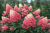 Hortensja Bukietowa FIRE LIGHT P9