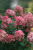 Hortensja Bukietowa FIRE LIGHT P9