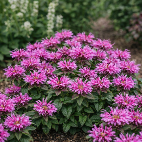 Pysznogłówka - Monarda Lady Orchid-