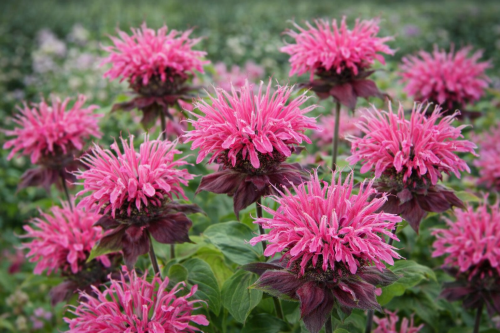 Pysznogłówka - Monarda Lady Orchid-