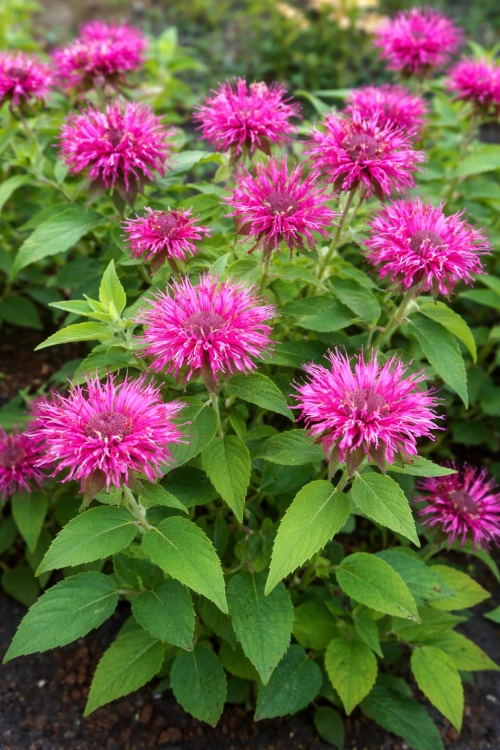 Pysznogłówka - Monarda Lady Orchid-