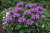 Pysznogłówka - Monarda Lady Orchid-