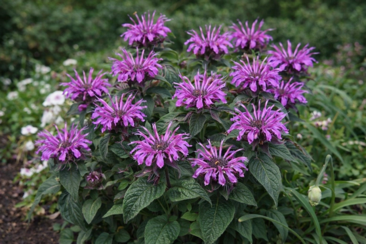 Pysznogłówka - Monarda Lady Orchid-